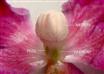  Stamens